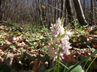 Monte_Cicirello - 10042012 031.jpg